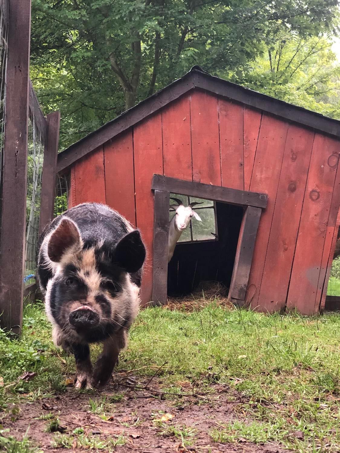 The Renovated Barn At Seneca Rocks 빌라 외부 사진